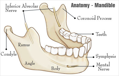 lower jaw neck diagrams