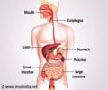 Best Foods That Aid Digestion